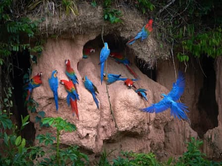 Multi coloured Macaws sitting on clay which is built into the side of a rock