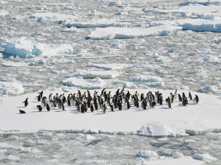 Penguins huddled on an ice cap