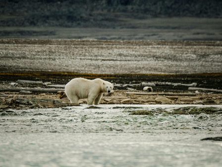 an image of a polar bear surrounded by melted ice